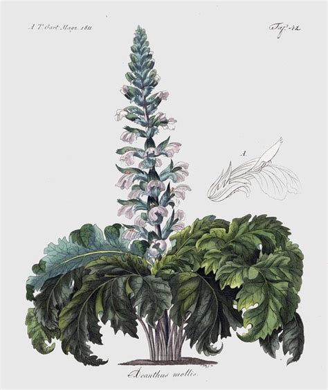 Acanthus Flower Drawing