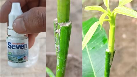 Best Liquid Fertilizer For Mango Tree Grafting Mango Tree Youtube