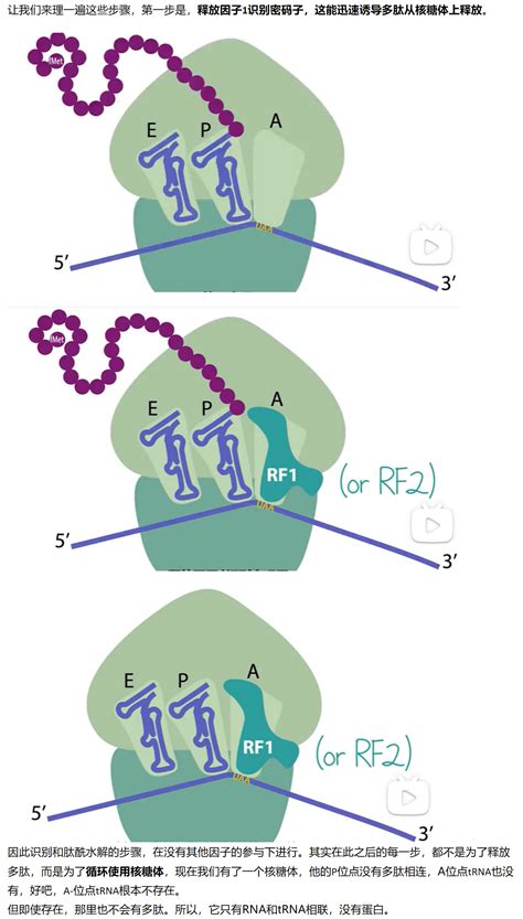 Mit 分子生物学 Part3 313 Bacterial Translation Termination And Ribos 哔哩哔哩