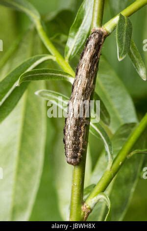 Weiden Pappel Rindeneule Apterogenum Ypsillon Fissipunctia Ypsillon