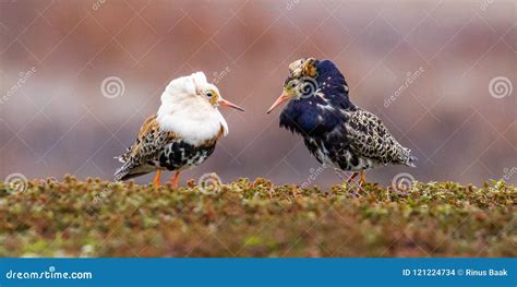 Male Ruff Stock Photo Image Of Ornamental Adult Posturing 121224734