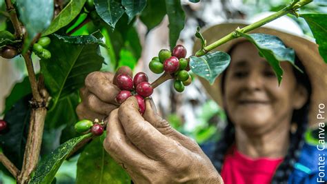 Bioeconomia O Que Significa E Como Se Aplica