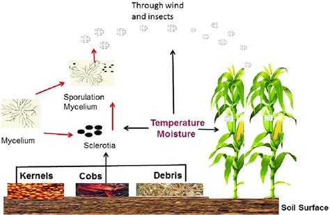 Aspergillus Flavus Life Cycle