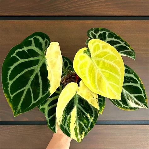 Jual Tanaman Hias Anthurium Variegata Bunga Hias Anthurium Variegata