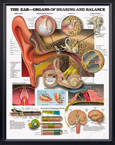 The Ear Organs Of Hearing And Balance Chart X Ear Anatomy Human