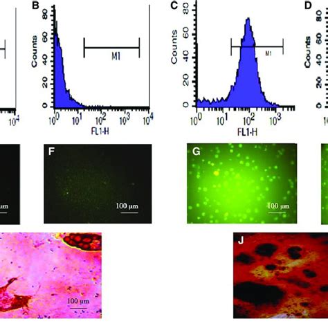 Characterization Of Admscs Flow Cytometry Analysis Of Cds Markers In Download Scientific