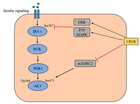 IJMS Free Full Text Role Of Cannabinoid Receptor Type 1 In Insulin