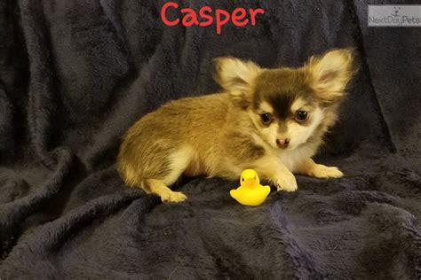 Casper Chihuahua Puppy For Sale Near Dallas Fort Worth Texas