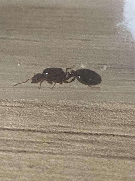 Pavement ant or Fire ant : r/ants