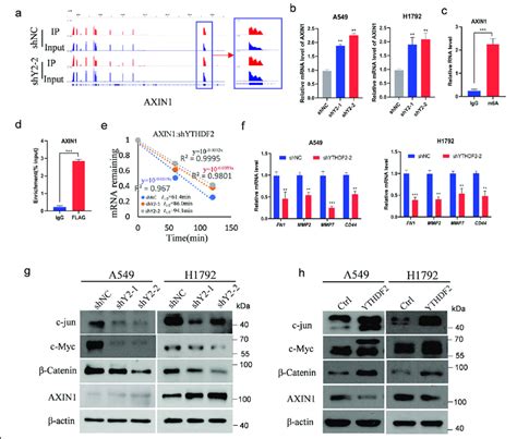 Axin Wnt Catenin Signaling Was Targeted By Ythdf A Distribution Of