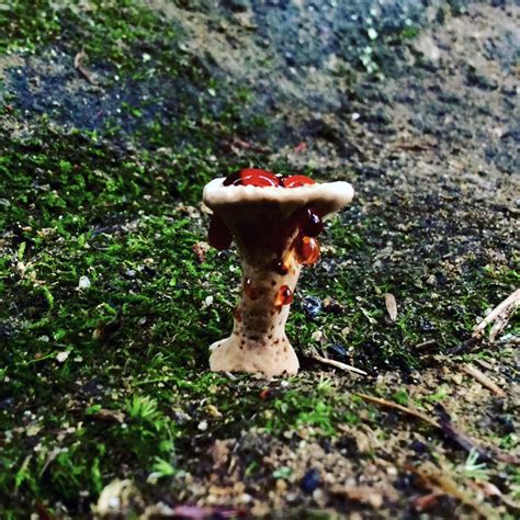 Some sort of "bleeding" mushroom - Eastern US, Woodland : r/ShroomID