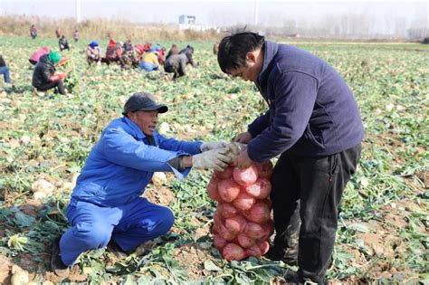 芥菜疙瘩喜获丰收 河南农业科技信息网