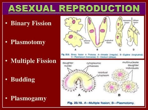 Reproduction In Protozoa