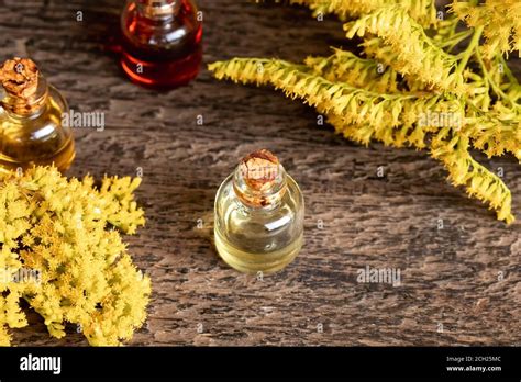 A Bottle Of Canadian Goldenrod Essential Oil With Blooming Solidago