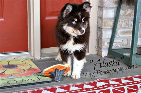 Adopt a Pomsky Puppy | Pomsky puppies, Puppies, Pomsky