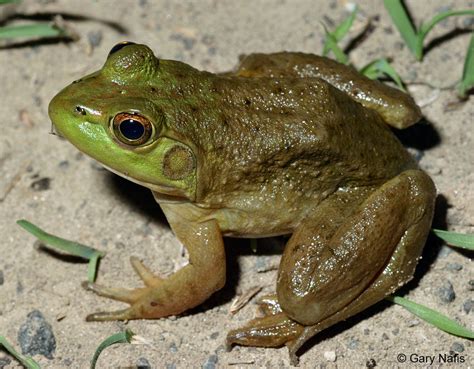 Rana Catesbeiana American Bullfrog