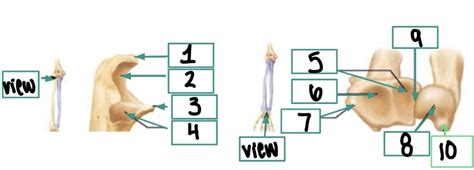 Elbow Joint Lab Practical 7 Diagram Quizlet