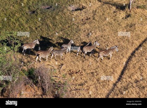 Zebra Herd Walking In The Swamp Area Of The Okavango Swamp Okavango