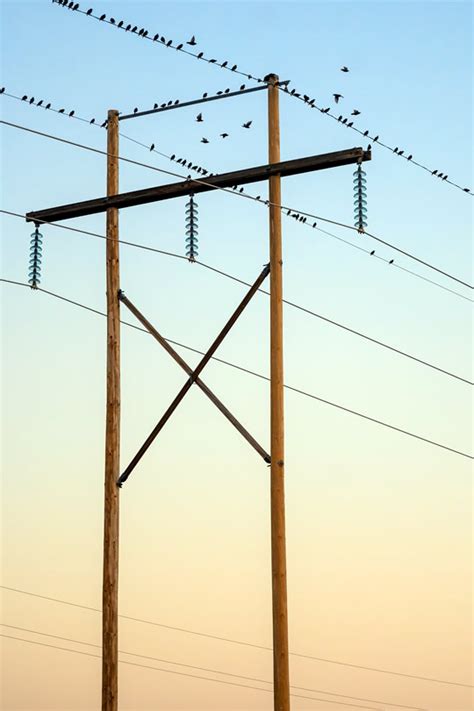 POSTES ELÉCTRICOS Y TELEFONÍA GRUPO FORESTAL VENTA DE MADERA