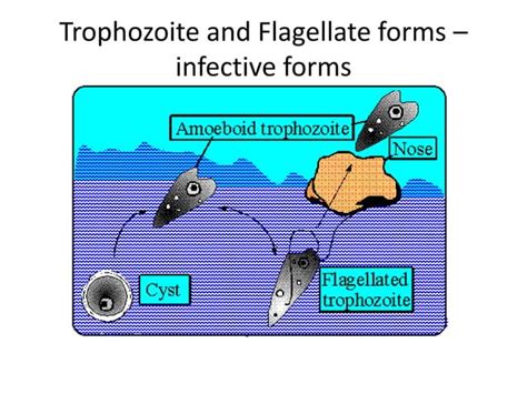 Free Living Amebae Naegleria Fowleri Acanthamoeba Balamuthia Mandrillaris Trichomonas