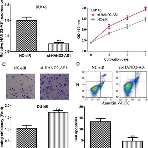 Lncrna Hand2 As1 Knockdown Promoted Pca Notes A Si Hand2 As1 Download Scientific Diagram