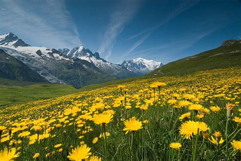 HD wallpaper: landscape photography of yellow petaled flowers, Meadow ...