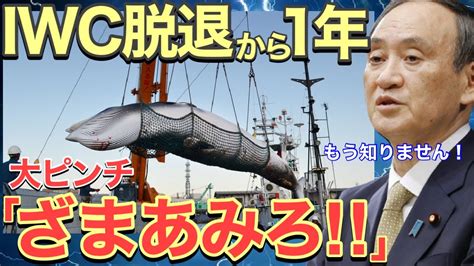 【海外の反応】日本のiwc脱退から1年、「日本は好き勝手やるのでは」と思ってた反捕鯨派のその後とは！？【ニッポンの夜明けぜよ】 Youtube