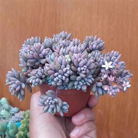 Sedum Hispanicum 'blue carpet' | Succulent garden diy, Unusual plants ...