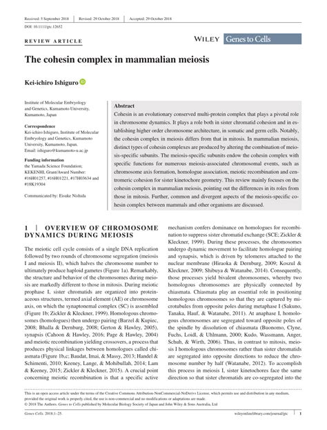 (PDF) The cohesin complex in mammalian meiosis