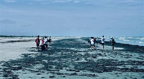 GALVESTON.COM: Beach Cleanup Stirs Old Memories - Galveston, TX