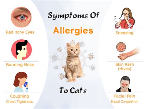 Cat Allergies Causes Symptoms And Precautions Hubpages