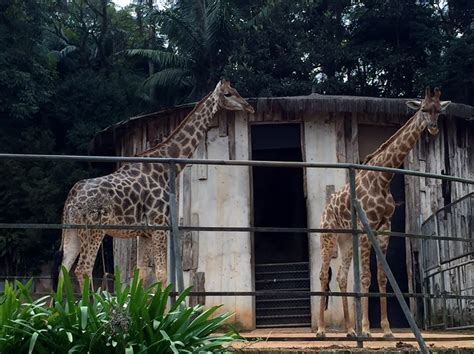 Zoológico De São Paulo Dica De Passeio Com Crianças Passaporte Digital