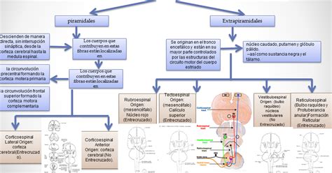 Fisiología Básica Tractos Descendentes Arco Reflejo y Neurona Motora