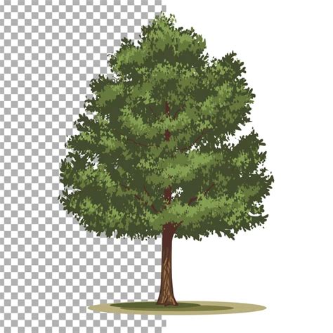 Pinyon Pine Tree Vector Art Stock Images Depositphotos