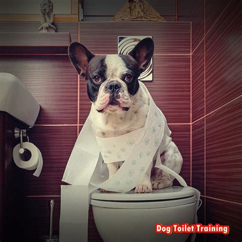 Dog Training Tips