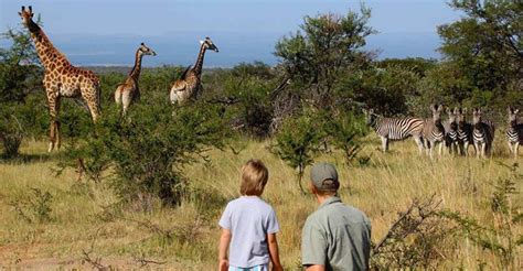 Day Kruger National Park Private Safari From Johannesburg