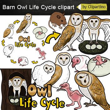 Owls Clipart Bundle Owl Life Cycle Clipart Barn Snowy Owl Bird Life