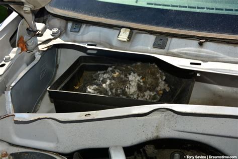 How Rats Get Into Cars at Essie Elkins blog