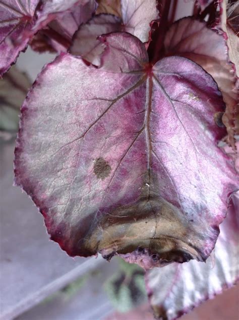 Main Diseases And Pests Of Begonias Begoniasymas