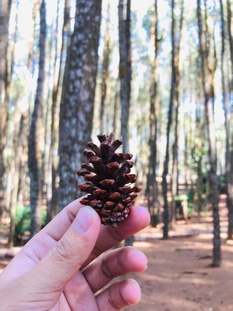 Premium Photo Close Up Of Hand Holding Pine Cone In Forest