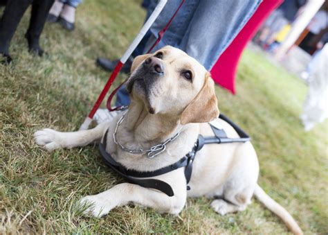 Seeing Eye Dog Breeds