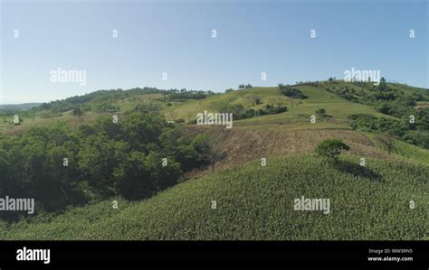 Green Corn Fields In The Hills Philippines Luzon Corn Field In