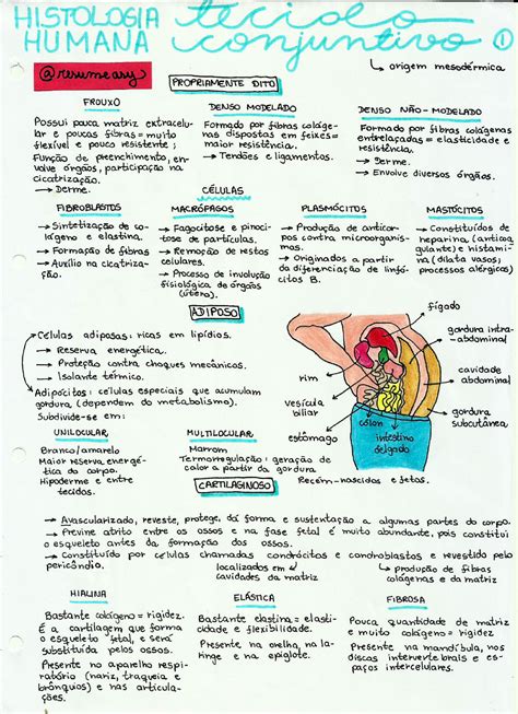 Tecido Conjuntivo Mapa Mental LEARNBRAZ