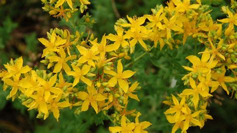 St John Wort Get You High At Rockydfootman Blog