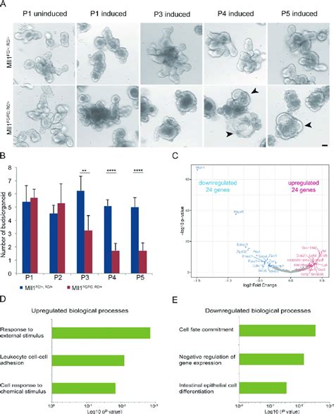 Mll1 Deletion In Organoids Results In Loss Of Budding And Formation Of Download Scientific