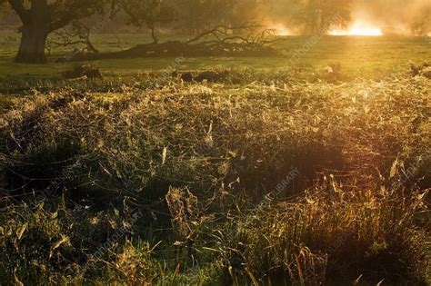 Spider gossamer threads at sunrise - Stock Image - C017/8242 - Science ...