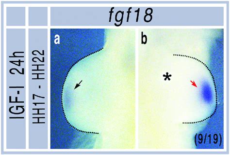 Increased Fgf18 Expression Following Igf I Bead Grafts A Non Grafted