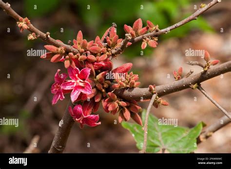 Dwarf Kurrajong Hi Res Stock Photography And Images Alamy