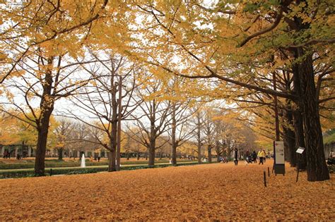 【東京の紅葉名所・厳選8選】都内で気軽に秋を堪能しよう！ Icotto（イコット）