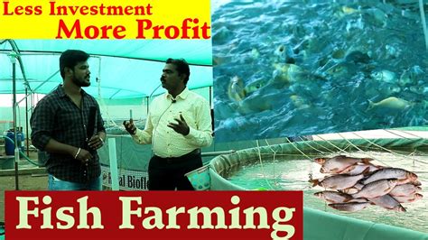 வேற லெவல் வருமானம் அதிக லாபம் தரும் மீன் பண்ணை தொழில் Fish Farming